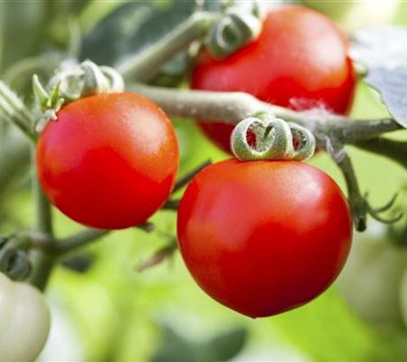 Tomatenrausch - So gelingen Anzucht, Kultur und Ernte