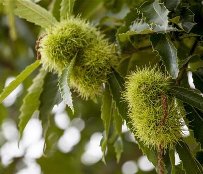 Castanea sativa Castanea sativa