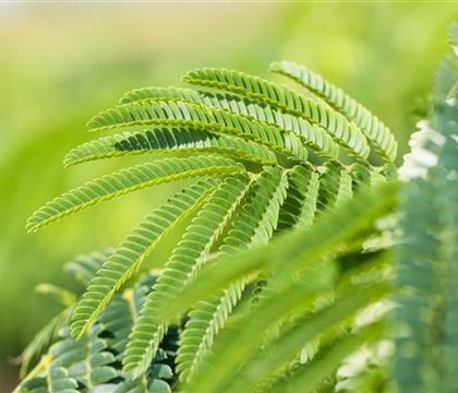Albizia julibrissin Albizia julibrissin