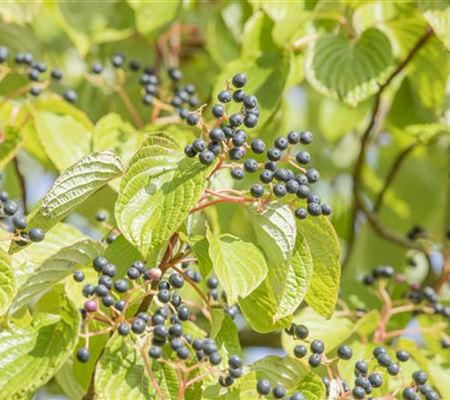 Cornus controversa Cornus controversa