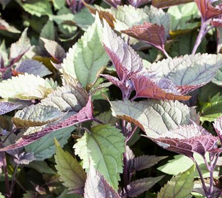 Eupatorium rugosum 'Chocolate'