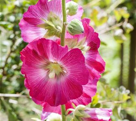 Alcea ficifolia