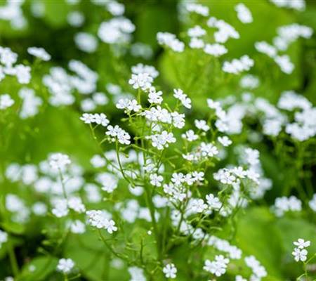 Brunnera macrophylla 'Betty Bowring'