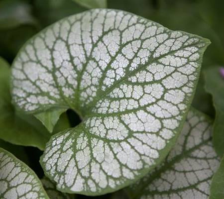 Brunnera macrophylla 'Jack Frost'