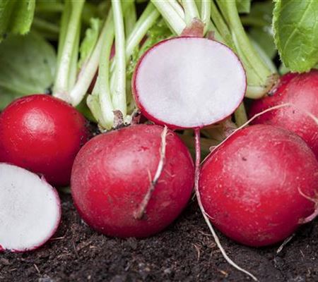 Gemüse für ungeduldige Gärtner: Sprinter im Gemüsebeet Gemüse für ungeduldige Gärtner: Sprinter im Gemüsebeet