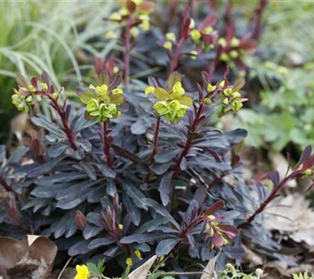 Euphorbia amygdaloides 'Purpurea'