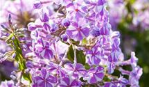 Garten-Teppich-Flammenblume 'Candy Stripes'