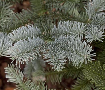 Abies procera 'Glauca' Abies procera 'Glauca'