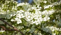 Blumenhartriegel