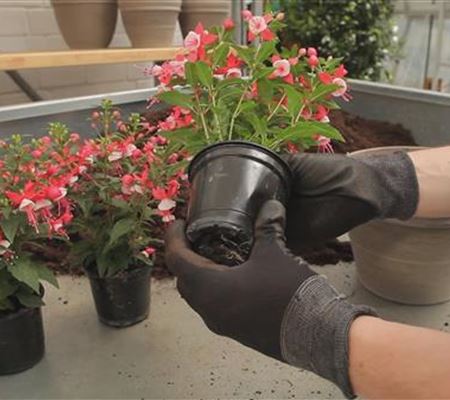 Fuchsien - Einpflanzen in ein Gefäss