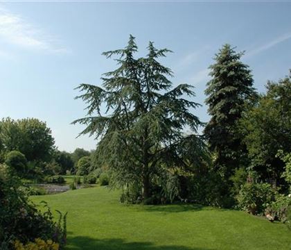 Cedrus deodara 'Aurea' Cedrus deodara 'Aurea'