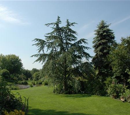 Cedrus deodara 'Aurea' Cedrus deodara 'Aurea'