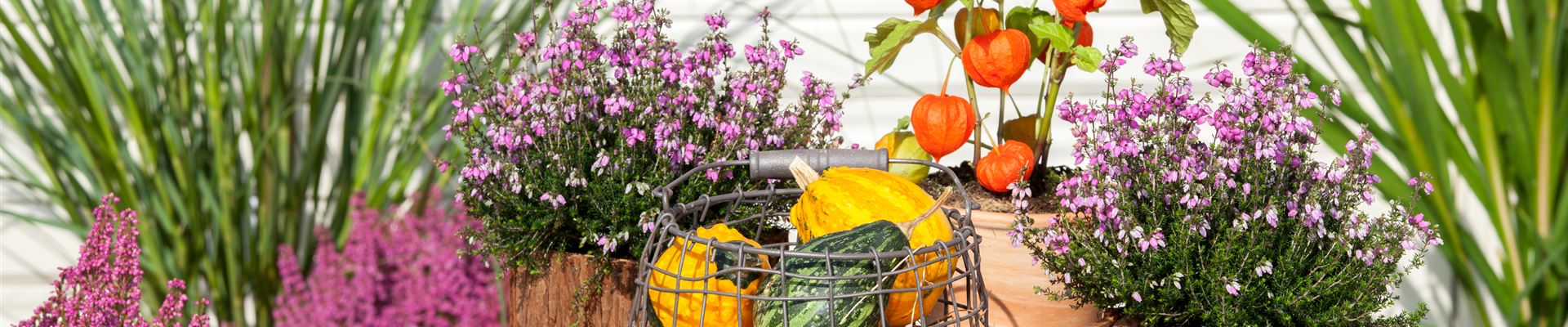 GS529512.jpg GS529512.jpg