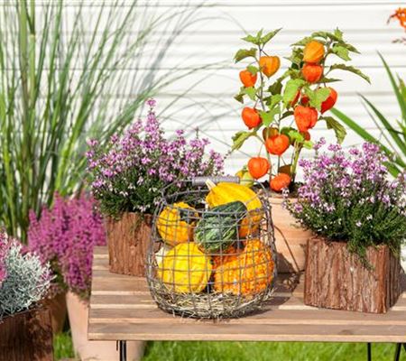 Mit der Lampionblume den Garten festlich schmücken Mit der Lampionblume den Garten festlich schmücken