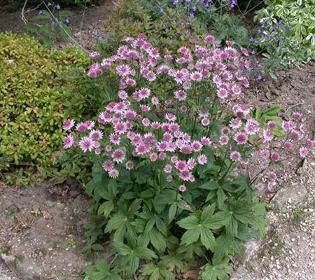 Astrantia major