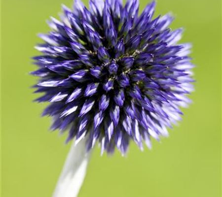 Echinops ritro 'Veitch's Blue'