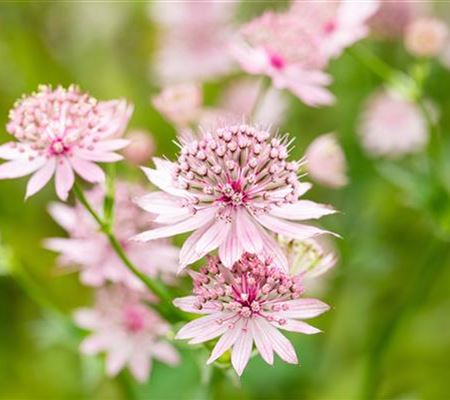 Astrantia major 'Roma'