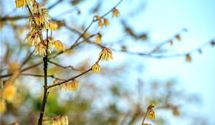 Winterblüte