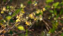 Winterblüte