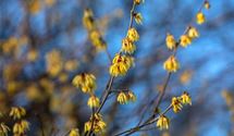 Winterblüte