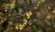 Winterblüte