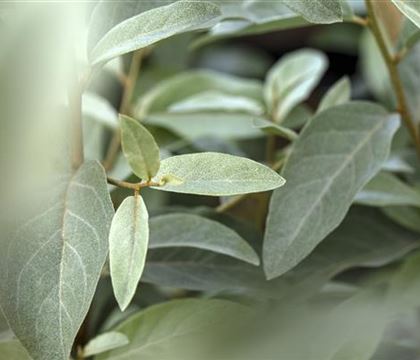 Elaeagnus angustifolia Elaeagnus angustifolia
