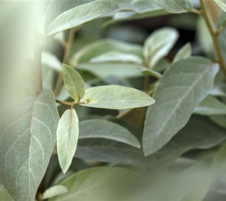 Elaeagnus angustifolia Elaeagnus angustifolia