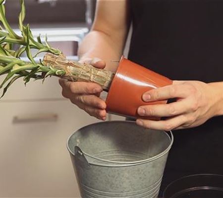 Drachenbaum - Einpflanzen in ein Gefäss