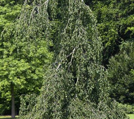 Fagus sylvatica 'Pendula'