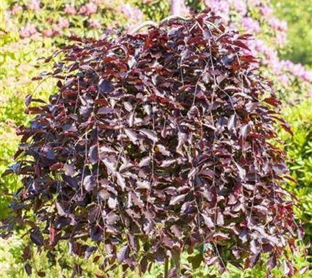 Fagus sylvatica 'Purpurea Pendula'
