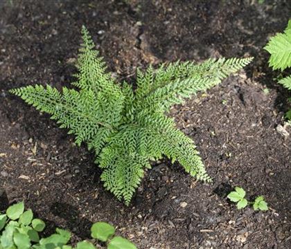 Polystichum setiferum 'Proliferum Herrenhausen'