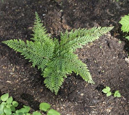 Polystichum setiferum 'Proliferum Herrenhausen' Polystichum setiferum 'Proliferum Herrenhausen'
