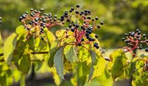 Roter Hartriegel