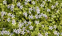 Blauer Bubikopf