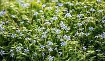Blauer Bubikopf