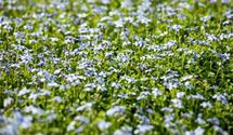 Blauer Bubikopf