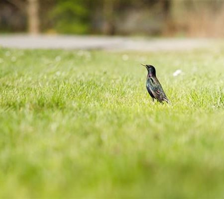 Von der Schule in den Garten – wo Rollrasen herkommt