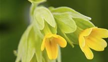Echte Wiesenschlüssleblume