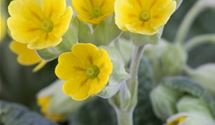 Echte Wiesenschlüssleblume