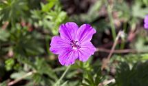 Blutroter Storchschnabel