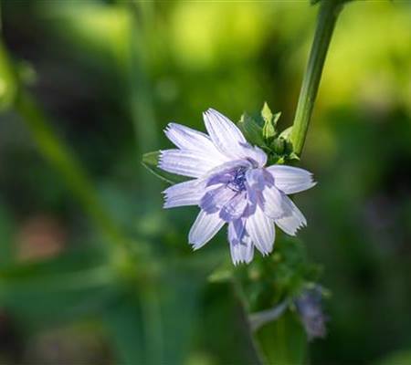 Cichorium intybus