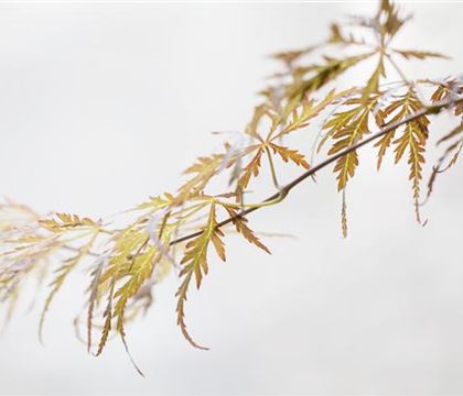 Acer palmatum 'Crimson Queen'
