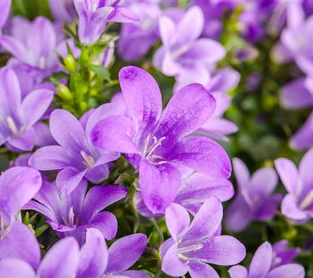 Die Glockenblume: die Vielfalt in einer Pflanze Die Glockenblume: die Vielfalt in einer Pflanze