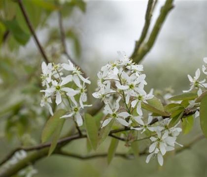 Amelanchier laevis