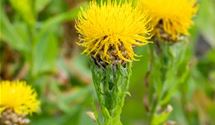 Flockenblume