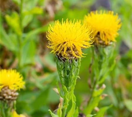 Centaurea macrocephala