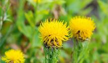 Flockenblume