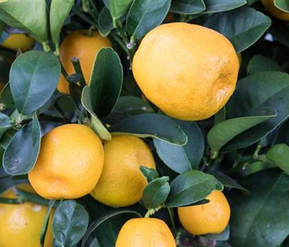 Citrus japonica 'Obovata' Citrus japonica 'Obovata'