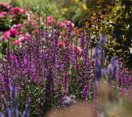 Wellness im eigenen Garten - Oasen schaffen Wellness im eigenen Garten - Oasen schaffen