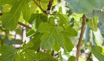 Feigenbaum